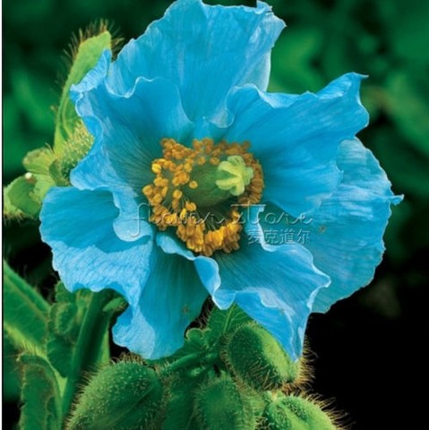 flor en crochet azul (26)